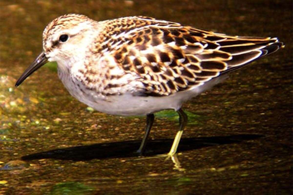 Sauble Sandpipers Seniors Club Sauble Beach Ontario Sauble Sandpipers Seniors Club Sauble Beach Ontario